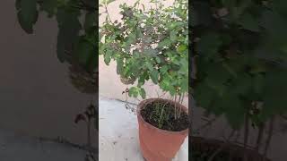 Tulsi ji ka ped ka mahtv short shorts viralvideo terracegarden youtubeshorts tulsi garden [upl. by Iene]