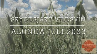 Vildsvinsjakt skyddsjakt Juli 2023 [upl. by Nnayelsel]