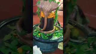 ऊँ om Shiv viralvideo viraltiktok viralshiv viralreels shivshankar bholenath bhole sankra [upl. by Nosa]