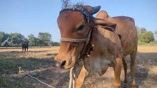 Gir Cow  sabse jyada dudh dene wali gay  gir cow dairy farming  gir cow ghee  gir cow milk [upl. by Ahsemed]