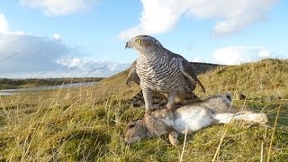 Hunting Rabbits with a Goshawk Falconry SB2 [upl. by Hooke]