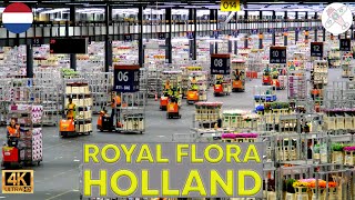 ROYAL FLORA HOLLAND │NETHERLANDS Just incredible Heres the largest flower auction in the world [upl. by Zetrom530]