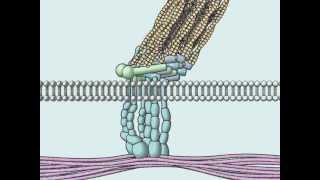 Focal Adhesion [upl. by Tiras]