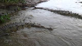 crocodile attacks boat up close [upl. by Kerns]