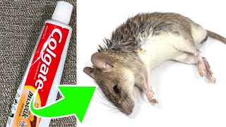 Toothpaste Is All You Need To Keep Mice Away From Your House [upl. by Head]