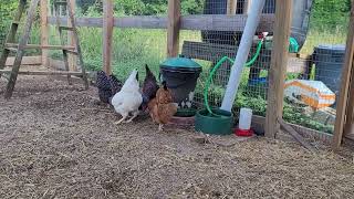 Old Hens Young Pullets [upl. by Sparky]