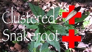 Clustered Snakeroot Medicinal [upl. by Paderna]