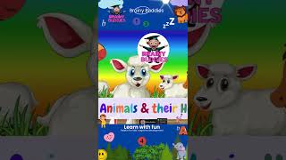 Amazing Animal Homes  Animal Homes Vocabulary for Kids  Animal Names and Homes [upl. by Layton]