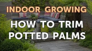 How to Trim Potted Palms [upl. by Horlacher]