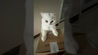 CATS GET FIRED LAUGHING AMUSING FUNNY CATLOVER ANIMALS HILARIOUS PRICELESS CRACKUP cute [upl. by Mackoff]