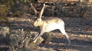 Jackrabbit Running In Slow Motion [upl. by Retxab]