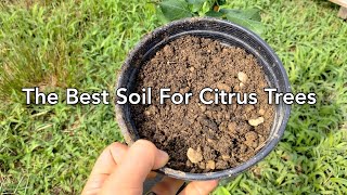 The BEST Soil For Citrus Trees No Root Rot [upl. by Acul]