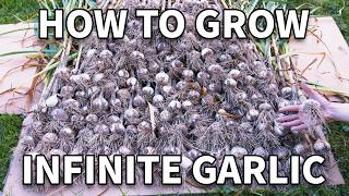 How To Grow Garlic 1 Year Of Filming [upl. by Ybbil]