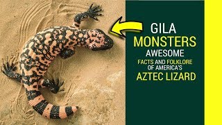 Gila monster facts for kids 7 Awesome Facts You Didnt Know About Gila Monsters Interesting informa [upl. by Maressa21]