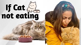 My cat is not eating anything  Parisian cat  symptoms precautions  Cat care  Cat food  cat diet [upl. by Vitus]