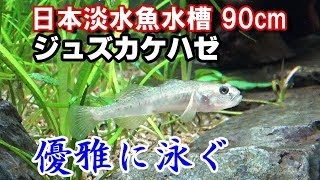 ジュズカケハゼの水槽飼育【日本淡水魚水槽90cm21】 [upl. by Bearce]