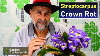 Stop Crown Rot in Streptocarpus 🤧👿😖 How to fix it How to prevent it [upl. by Rankin]