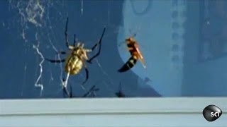 Wasp Vs Spider  Outrageous Acts of Science [upl. by Jarret918]