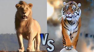 Lion vs Tiger Who Is More Powerful  Speed and Agility FaceOff [upl. by Ynes]