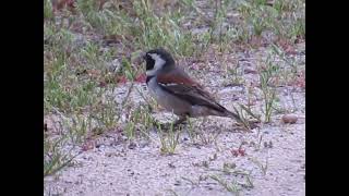 mossie sparrow birdsofsouthafrica seedeater buddy bird birdvideos [upl. by Nana]