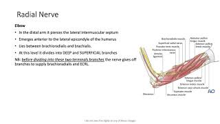 Anatomy 1  Upper Limb part 3 [upl. by Neenaj109]