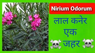 Nerium Odorum Poisoning  लाल कनेर [upl. by Yentuoc590]