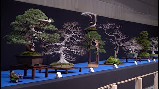 Trophy Bonsai Exhibition 2024 [upl. by Neale]