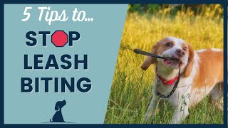 Stop Puppy Leash Biting [upl. by Kramnhoj]