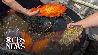 Giant goldfish taking over lakes and ponds in the US [upl. by Radu]