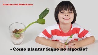 Experiência Como plantar feijao no algodão [upl. by Omrelliug260]