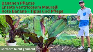 Bananen Pflanze Ensete ventricosum Maurelli [upl. by Colyer]