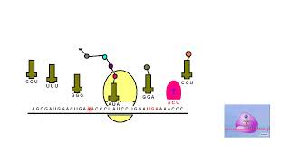 Proteins Amino Acids and Peptides  Lecture 4a [upl. by Ailaht787]