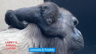 Baby Gorilla  Jameela 17 with the rest of her Troop gorillas [upl. by Keldah]