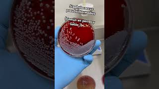 Staphylococcus pseudointermedius 🧫🧫 Veterinaria Bacteriologia Microbiologia ❤️🧫🧫🐈🐕🐕🐈 [upl. by Ahsitul]