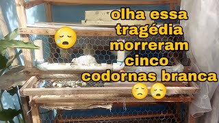 tragedia que aconteceu morreu 5 codornas branca minha [upl. by Leonardo]