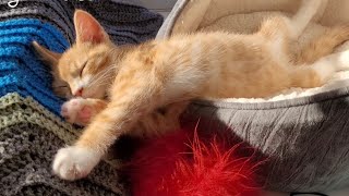 The Cutest Cat Nap Ever Furry Friends Caught Sleeping [upl. by Ryder]