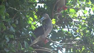 Redfooted Booby Birds of Grenada [upl. by Flanagan]