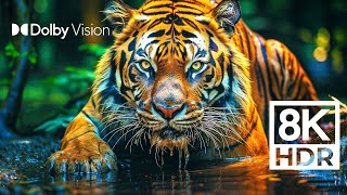 WILD WORLD DOLBY VISION™  EXTREME COLORS 8K HDR [upl. by Rania459]