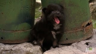 A Chorus of Pomeranians  Too Cute [upl. by Manthei]