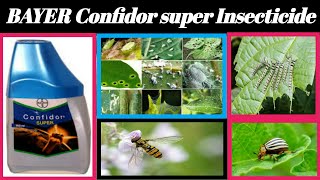 Bayer Confidor super insecticide  Imidacloprid 305  thribs whitefly controle [upl. by Aisad372]