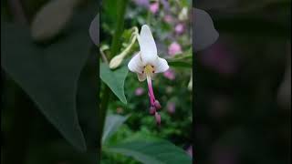 Clerodendrum serratum verbenacea familynature forestflowertrending flowers forestgardenflora [upl. by Amaryllis573]