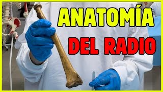 🦴 ANATOMÍA DEL RADIO  ¡Explicación fácil y clara [upl. by Atinaej]