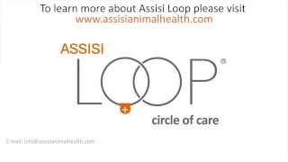 The Assisi Loop® helps treat Bonos Wobblers Syndrome [upl. by Thaddus983]