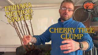 Update of the Ebihara Method Cherry Tree Clump Bonsai Unveiled [upl. by Yerga]