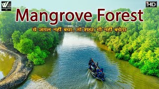 ये जंगल नहीं बचा तो शहर भी नहीं बचेगा  The World’s Largest Natural Mangrove Forest India [upl. by Mir85]