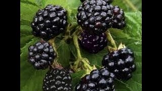 Propagating Blackberries Natures Way [upl. by Eremihc]