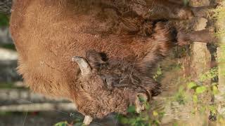 European Bison Or Bison Bonasus Also Known As Wisent Or European Wood Bison In Autumn Forest [upl. by Robina]