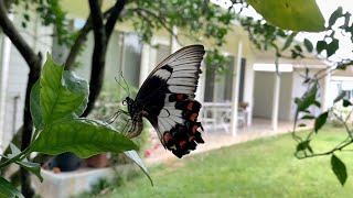 Male amp Female Orchard Swallowtail Butterflies  Egg Laying [upl. by Cinnamon]