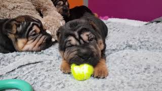 sharpei puppies taking a nap after dinner [upl. by Procter]