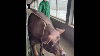 Pig animalpig farming boar Duroc shorts [upl. by Collete]